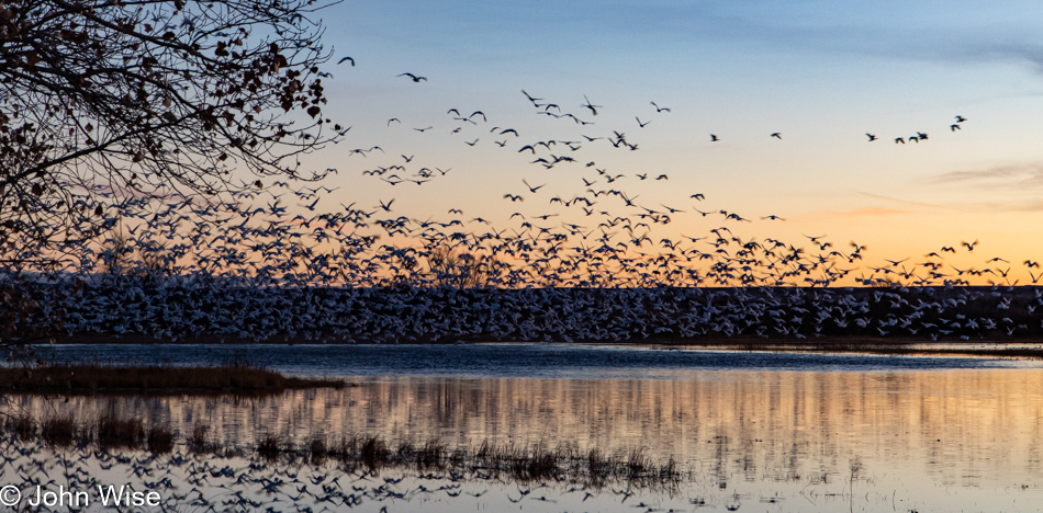 Bosque del Apache near Socorro, New Mexico