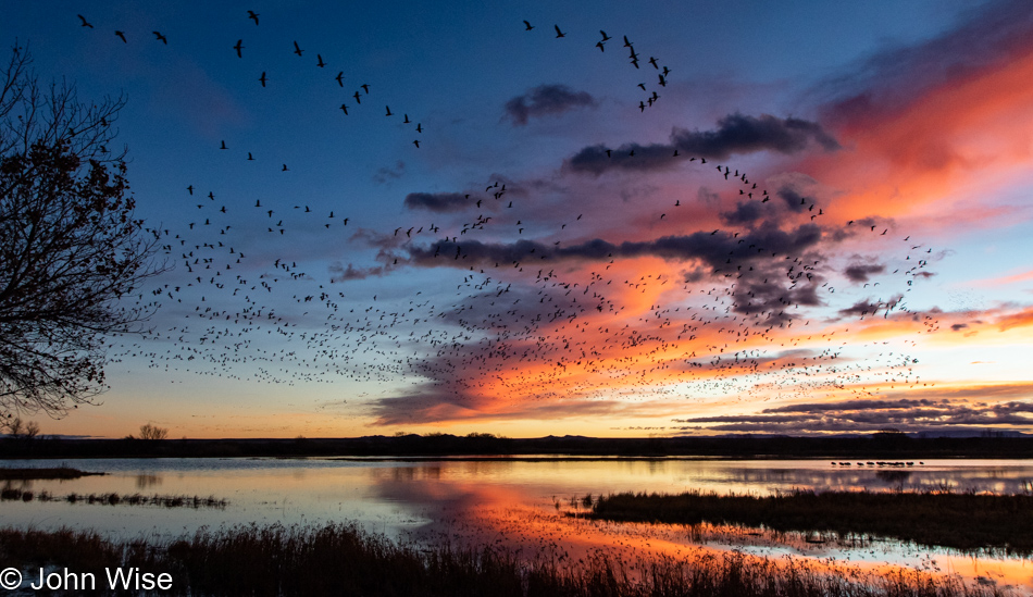 Bosque del Apache near Socorro, New Mexico