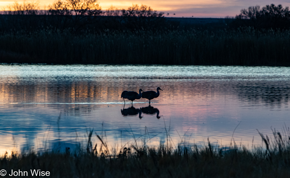 Bosque del Apache near Socorro, New Mexico