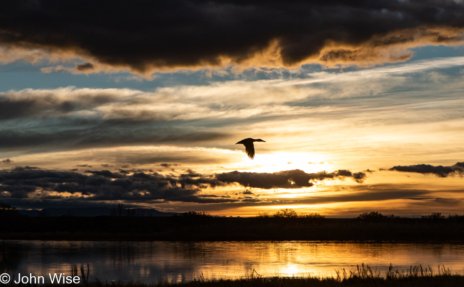 Bosque del Apache near Socorro, New Mexico