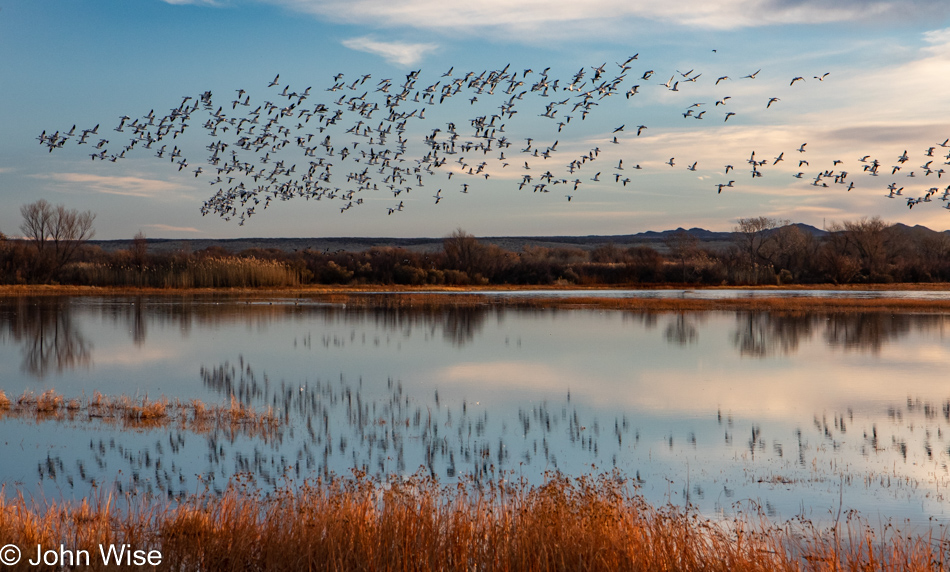 Bosque del Apache near Socorro, New Mexico