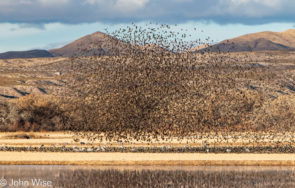 Bosque del Apache near Socorro, New Mexico