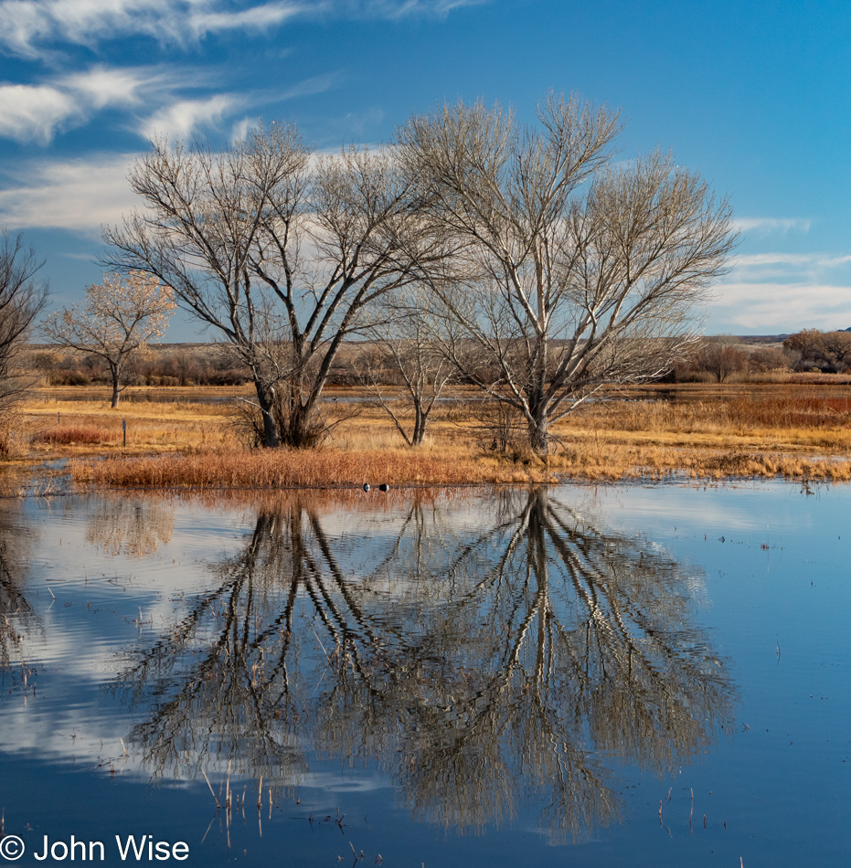 Bosque del Apache near Socorro, New Mexico