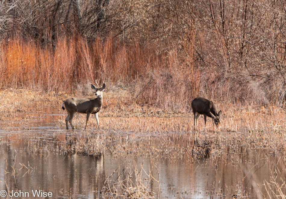 Bosque del Apache near Socorro, New Mexico