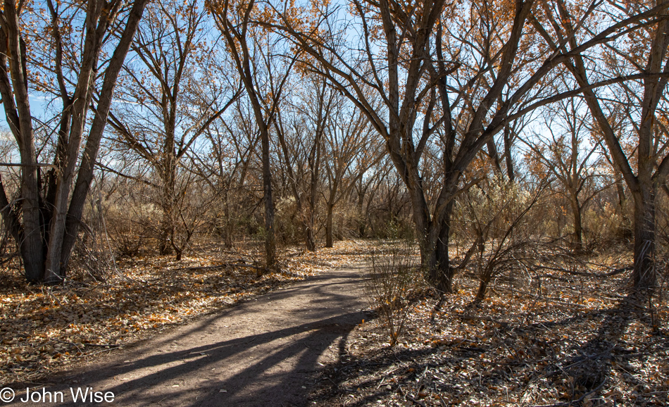 Bosque del Apache near Socorro, New Mexico