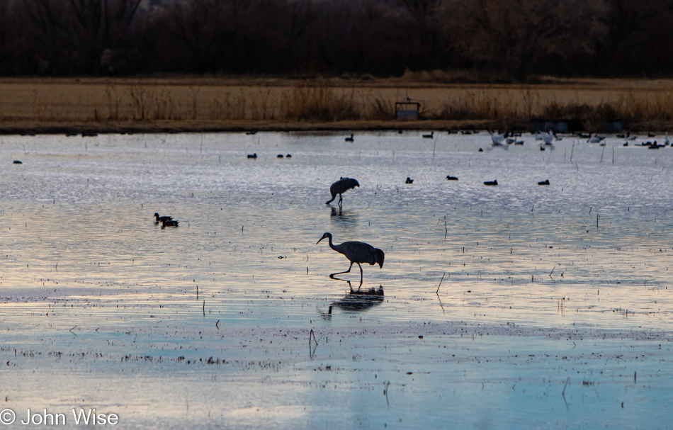 Bosque del Apache near Socorro, New Mexico