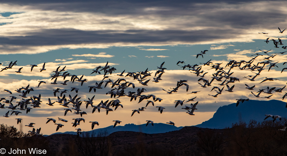 Bosque del Apache near Socorro, New Mexico