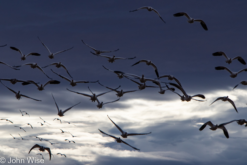 Bosque del Apache near Socorro, New Mexico