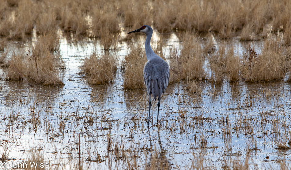 Bosque del Apache near Socorro, New Mexico