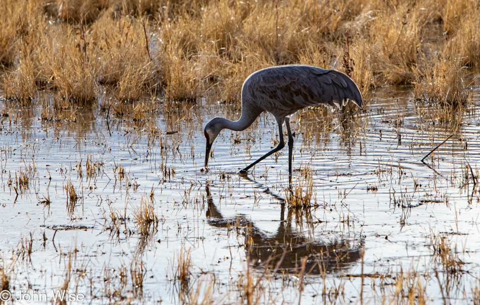 Bosque del Apache near Socorro, New Mexico