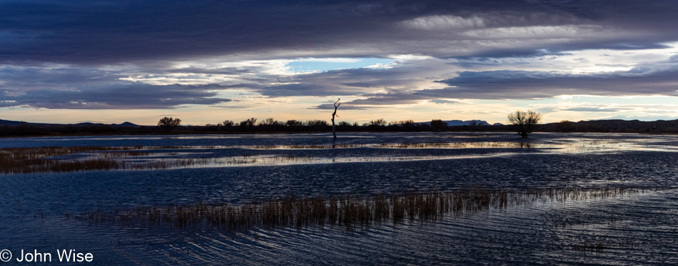 Bosque del Apache near Socorro, New Mexico