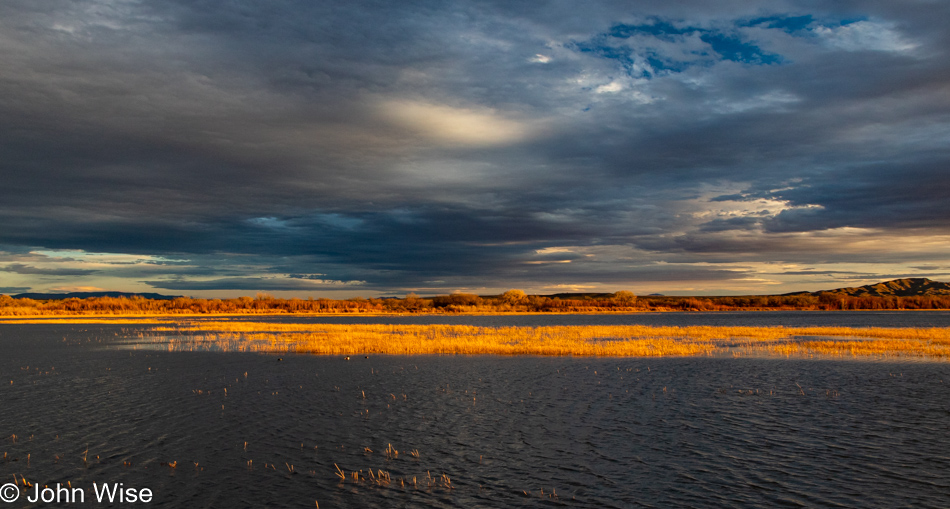 Bosque del Apache near Socorro, New Mexico