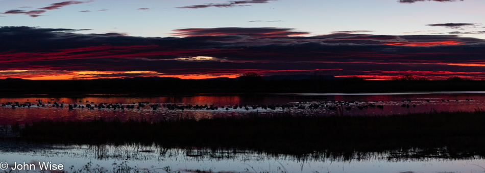 Bosque del Apache near Socorro, New Mexico