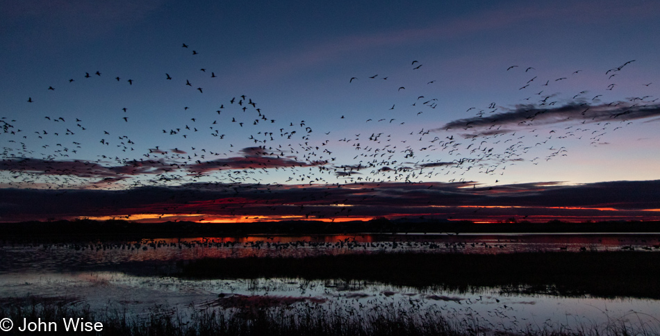 Bosque del Apache near Socorro, New Mexico