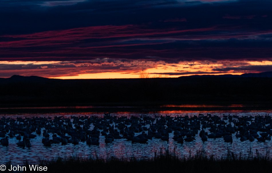 Bosque del Apache near Socorro, New Mexico