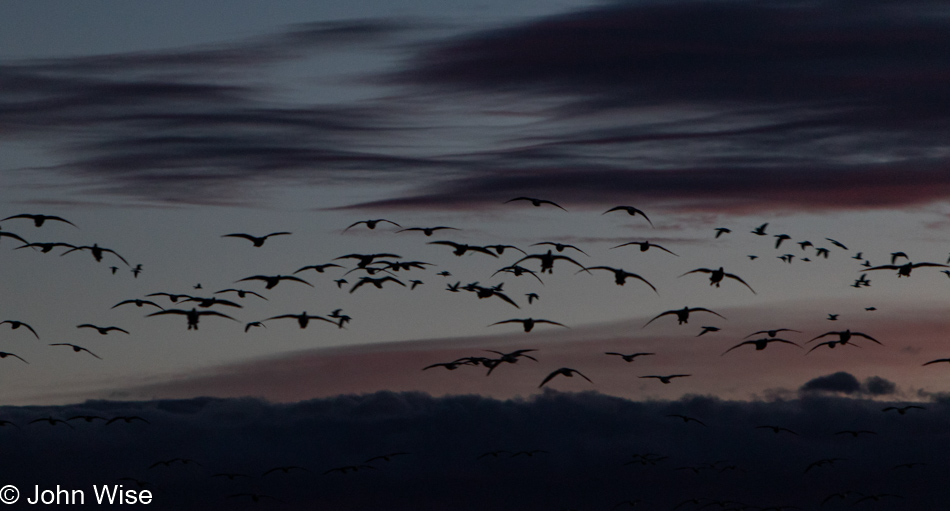 Bosque del Apache near Socorro, New Mexico