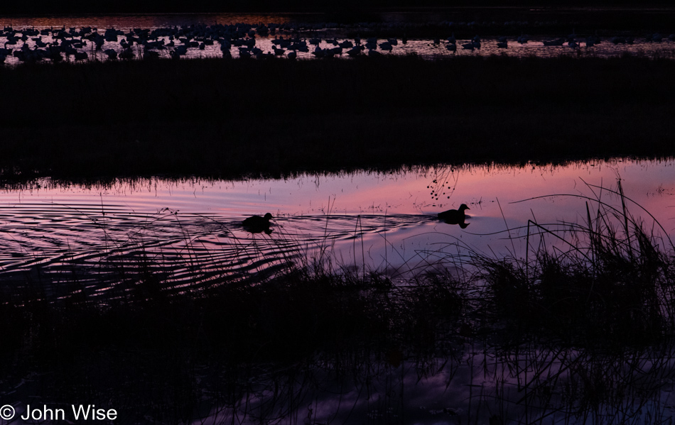 Bosque del Apache near Socorro, New Mexico