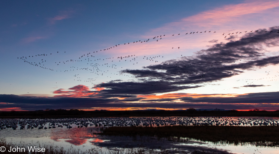 Bosque del Apache near Socorro, New Mexico