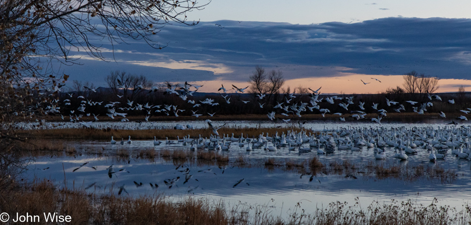 Bosque del Apache near Socorro, New Mexico