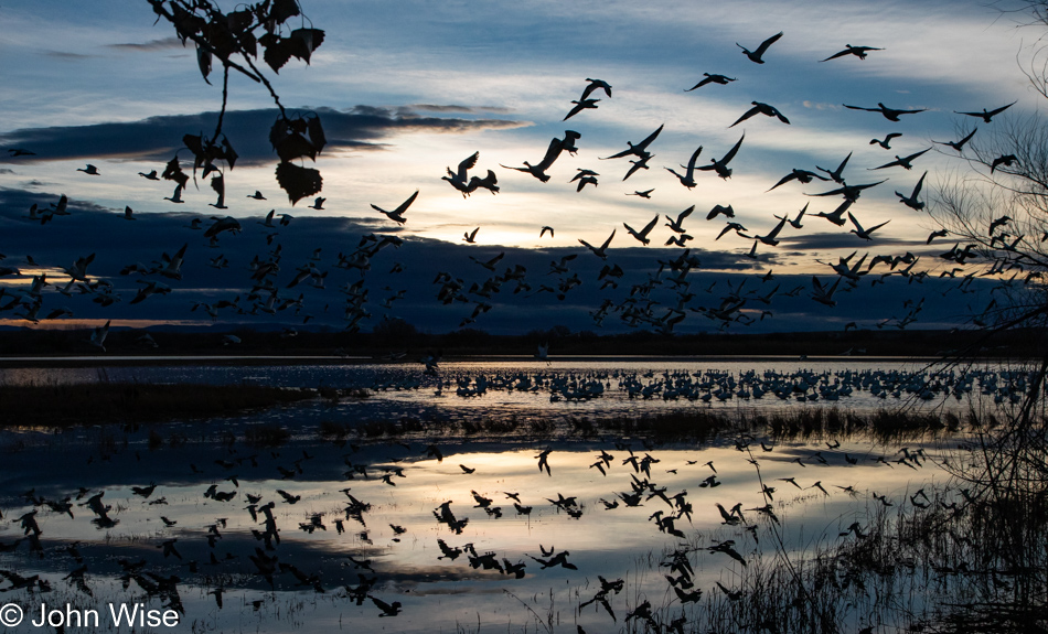 Bosque del Apache near Socorro, New Mexico