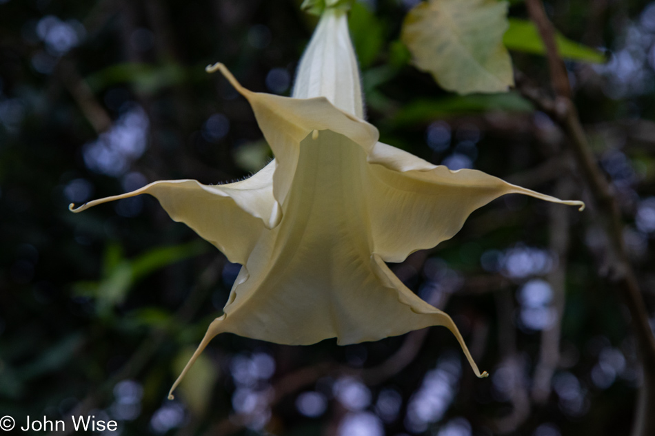 South Coast Botanical Garden at the Palos Verdes Estates, California