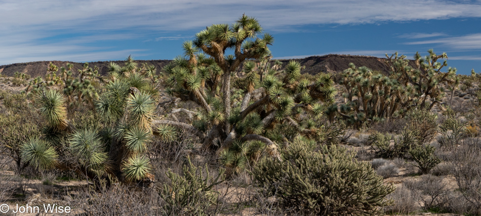 Joshua Tree Parkway in Arizona on Highway 60