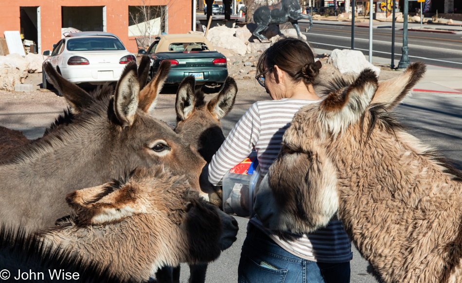 Caroline Wise and donkeys in Beatty, Nevada