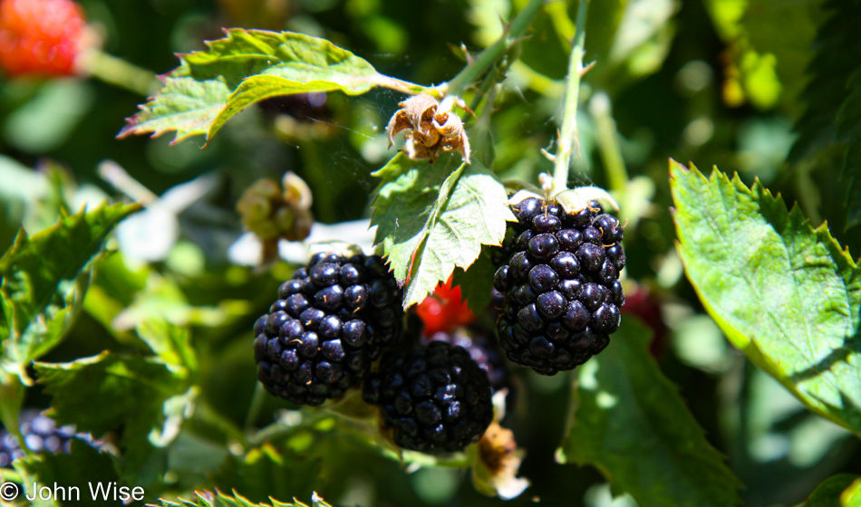Picking Blackberries in Yuma, Arizona