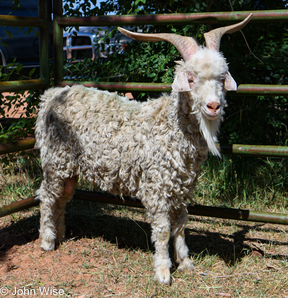 At the Sheep is Life Festival in Tuba City, Arizona