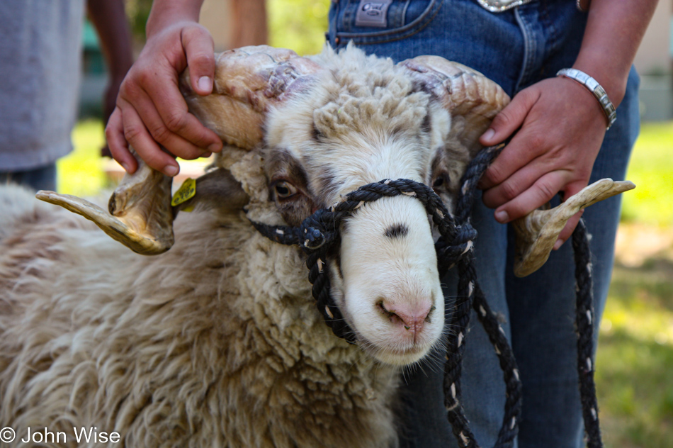 At the Sheep is Life Festival in Tuba City, Arizona