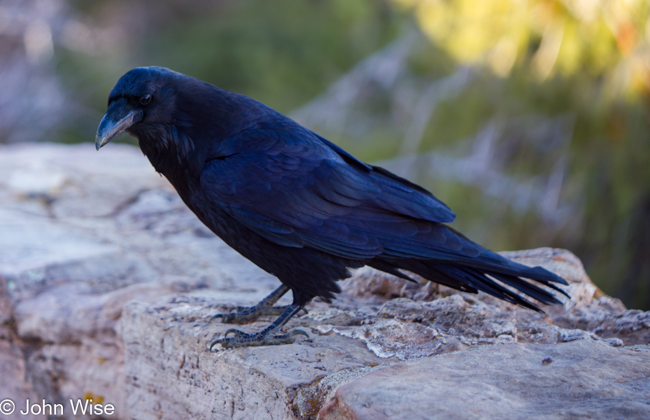 A Raven at the Grand Canyon National Park, Arizona