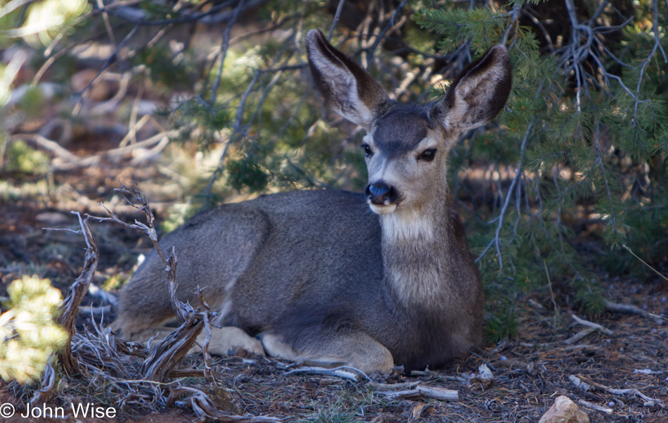 Mule Deer at the Grand Canyon National Park, Arizona