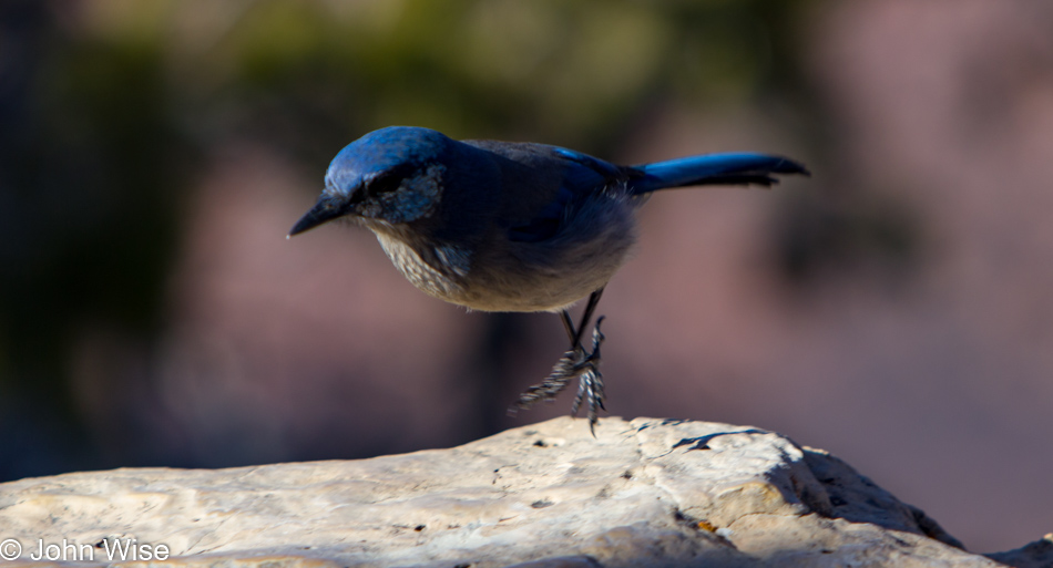 Scrub Jay at the Grand Canyon National Park, Arizona