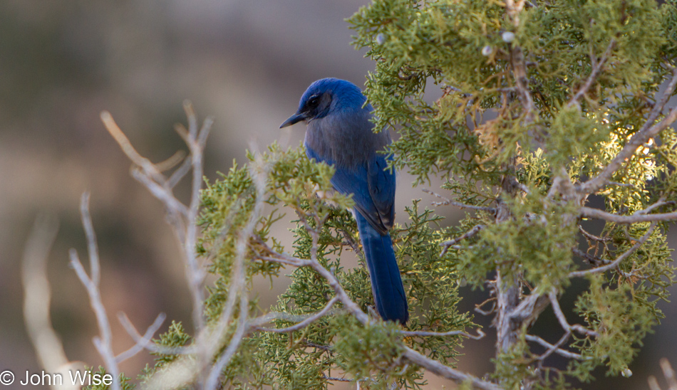 Scrub Jay at the Grand Canyon National Park, Arizona