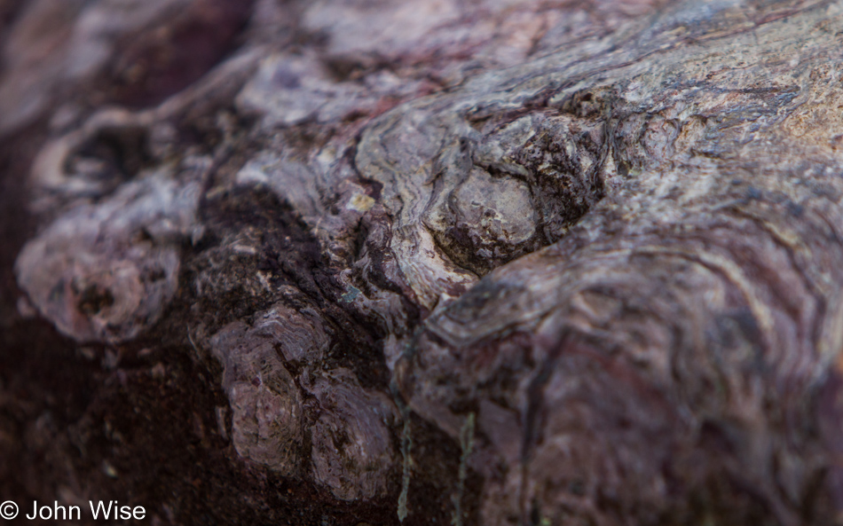 Supergroup Stromatolite at the Grand Canyon National Park, Arizona