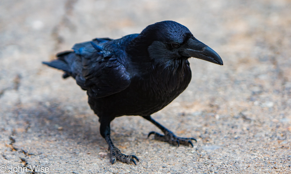 A Raven at the Grand Canyon National Park, Arizona