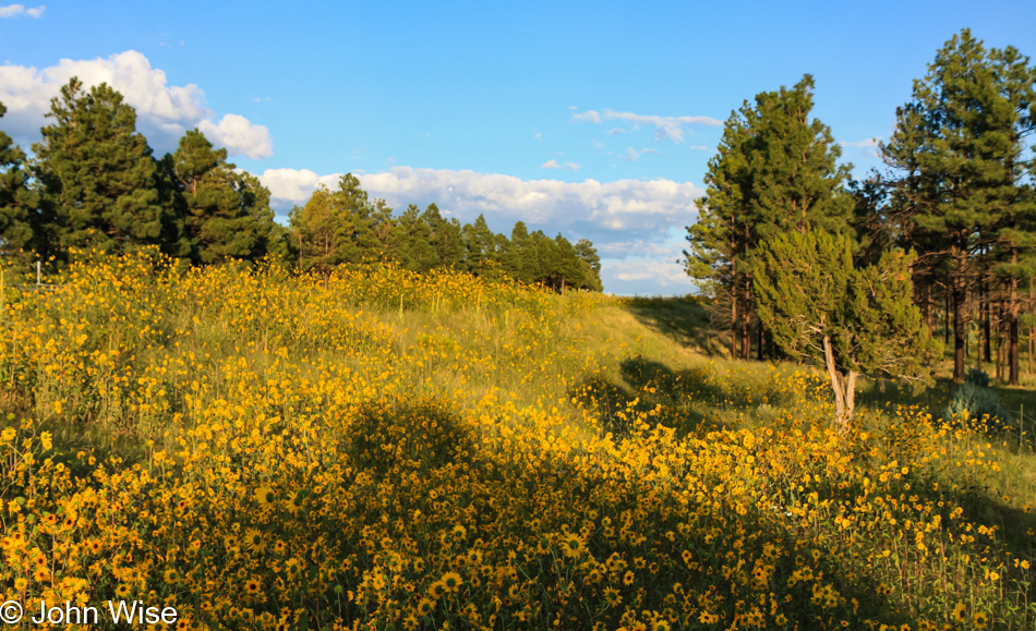 Roadside Arizona