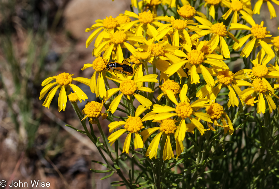 Sipe White Mountain Wildlife Area in Eastern Arizona