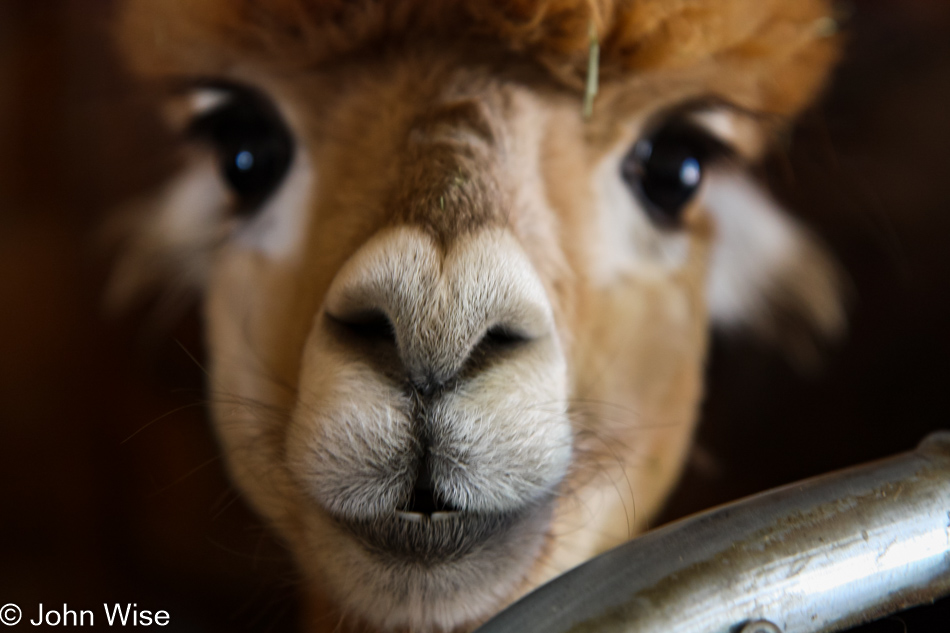 Alpaca Farm hosting the Tapestry Weaving Workshop in Alpine, Arizona