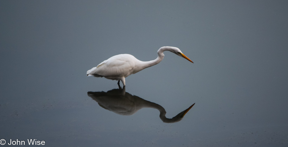 Great white heron at the Goleta Slough near Santa Barbara, California