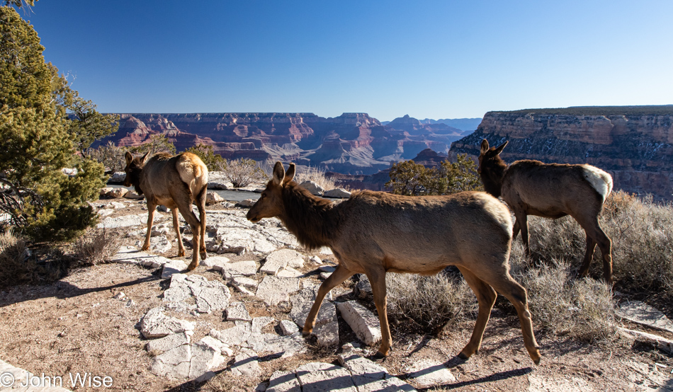 Elk at the Grand Canyon National Park, Arizona