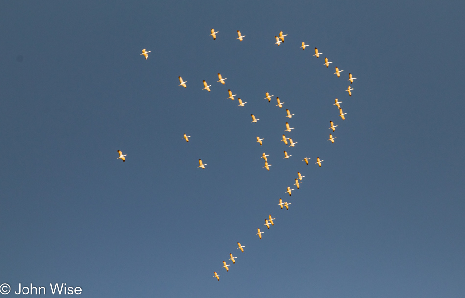 Sandhill Cranes at Whitewater Draw in McNeal, Arizona