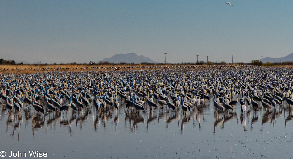 Sandhill Cranes at Whitewater Draw in McNeal, Arizona