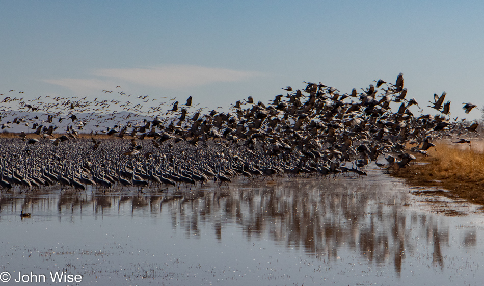 Sandhill Cranes at Whitewater Draw in McNeal, Arizona