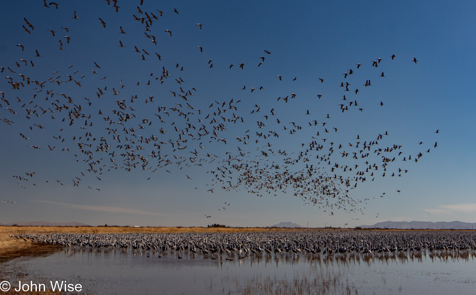 Sandhill Cranes at Whitewater Draw in McNeal, Arizona