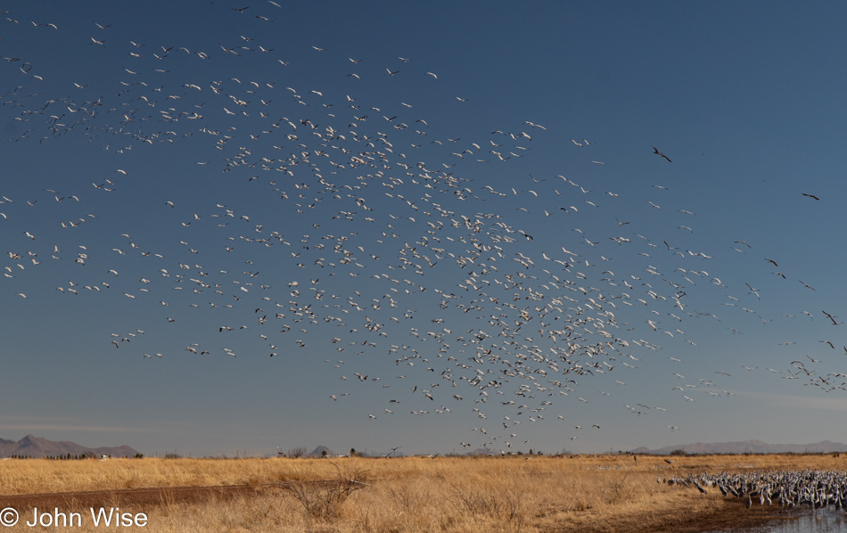 Sandhill Cranes at Whitewater Draw in McNeal, Arizona