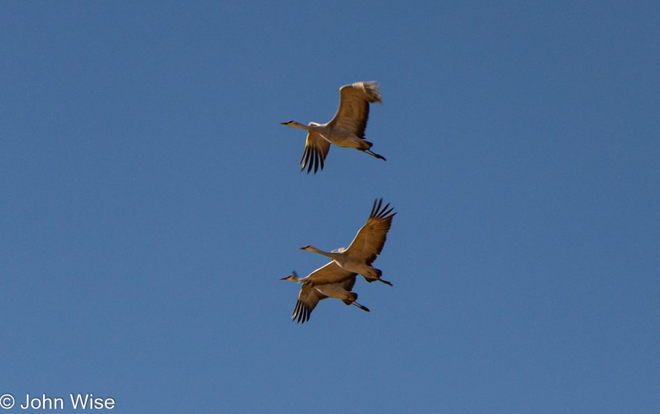 Sandhill Cranes at Whitewater Draw in McNeal, Arizona