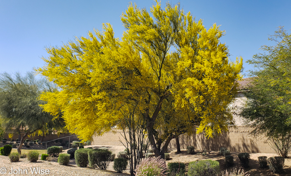 Palo Verde tree in bloom Phoenix, Arizona