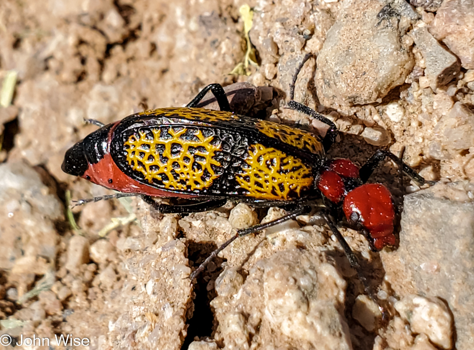 Iron Cross Blister Beatle in Arizona off AZ-80