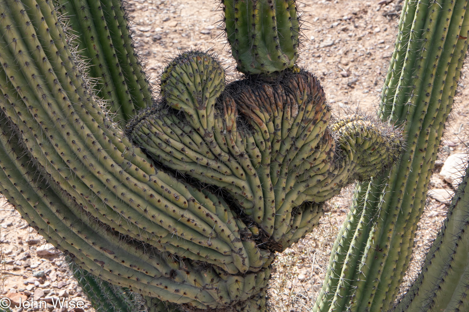 Cristate Cactus at Organ Pipe Cactus National Monument in Ajo, Arizona
